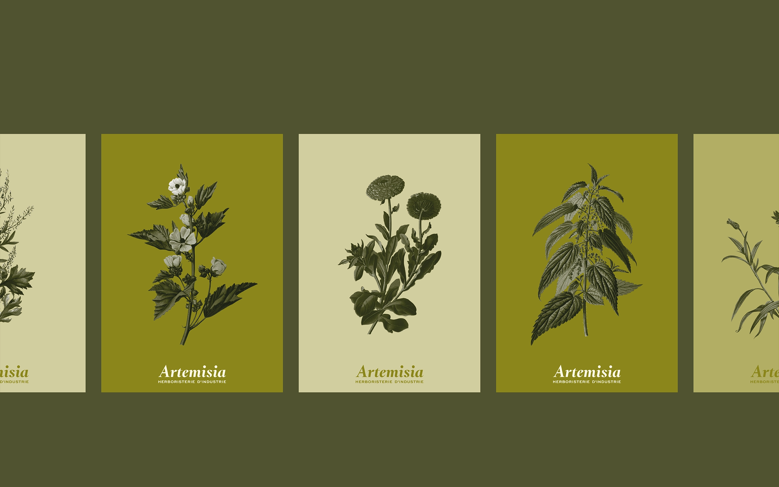 Artemisia – Illustrations