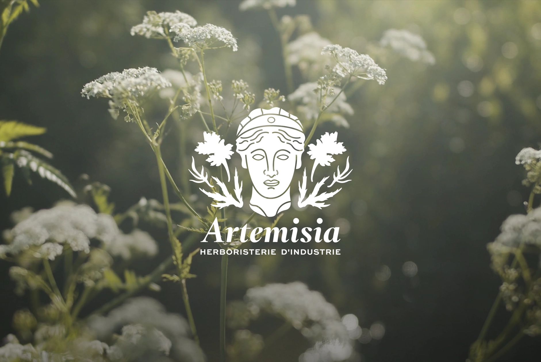 artemisia
